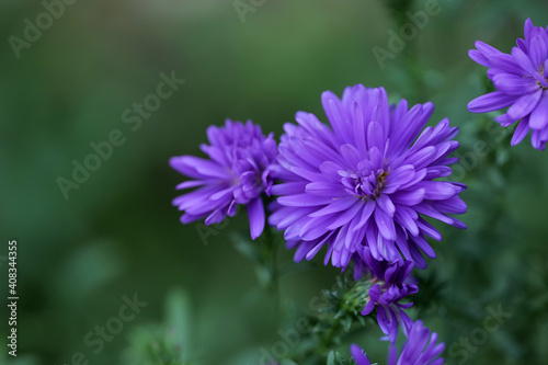 close up of a purple flower