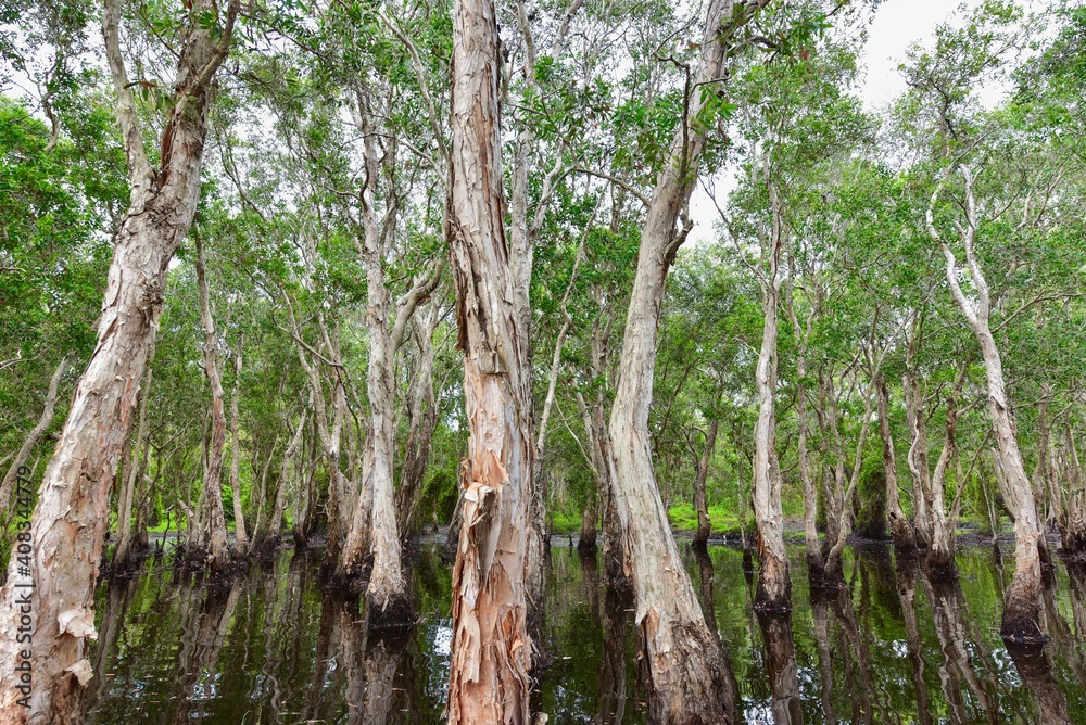 Fototapeta premium Mangrove Forest in Rayong Provincial East Plant Center