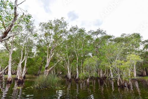 Forests in Wetland Area of Rayong Botanical Garden