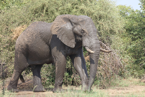 Afrikanischer Elefant / African elephant / Loxodonta africana