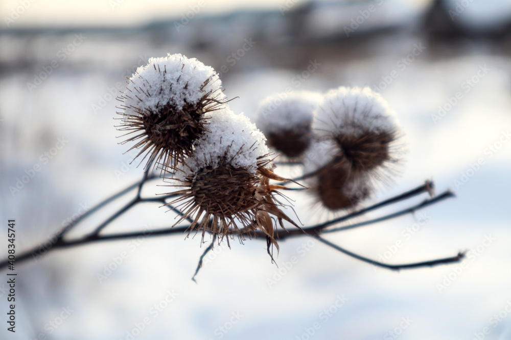 Snow on a dry burdock branch, side view, close-up