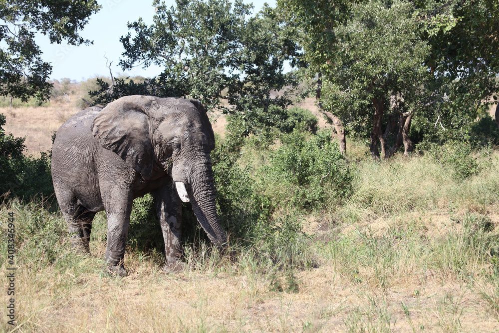 Obraz premium Afrikanischer Elefant / African elephant / Loxodonta africana