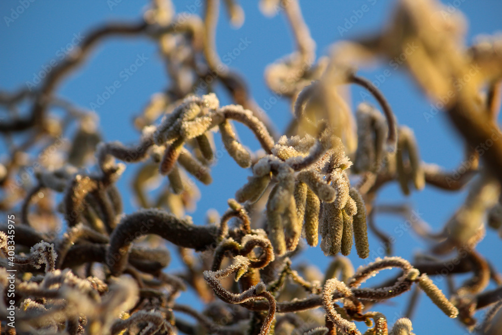 the corkscrew hazelnut, coated with hoar frost the corkscrew hazelnut, coated with hoar frost