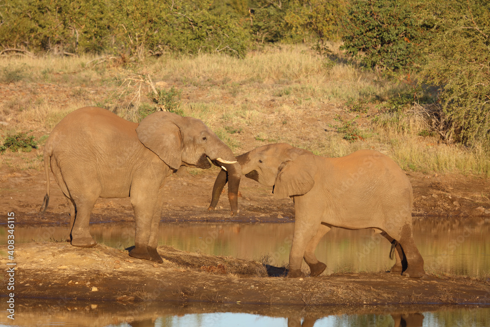 Obraz premium Afrikanischer Elefant / African elephant / Loxodonta africana.