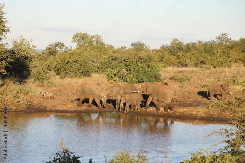 Afrikanischer Elefant / African elephant / Loxodonta africana. Afrikanischer Elefant / African elephant / Loxodonta africana.