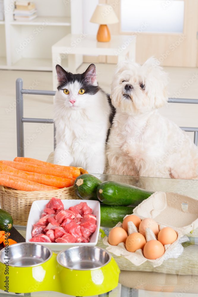 Can Cats And Dogs Share Food