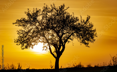 Landscape, Silhouette, Germany - A wonderful autumn sunset from a tree near Marburg.