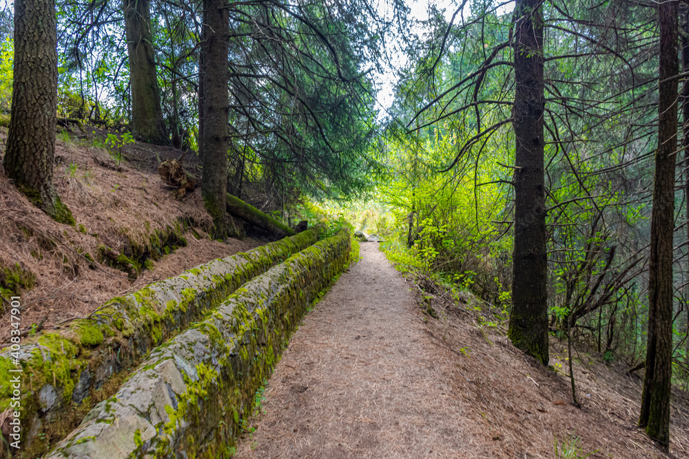 path in the forest