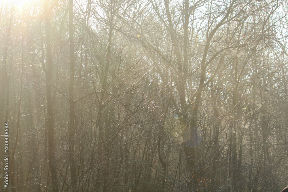 the sun shines like a spotlight in the winter forest the sun shines like a spotlight in the winter forest