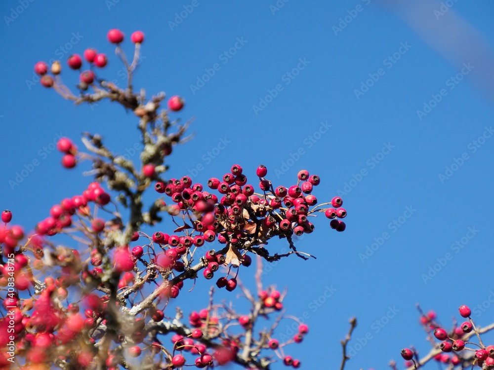 jolies baies sauvages sur ciel bleu jolies baies sauvages sur ciel bleu