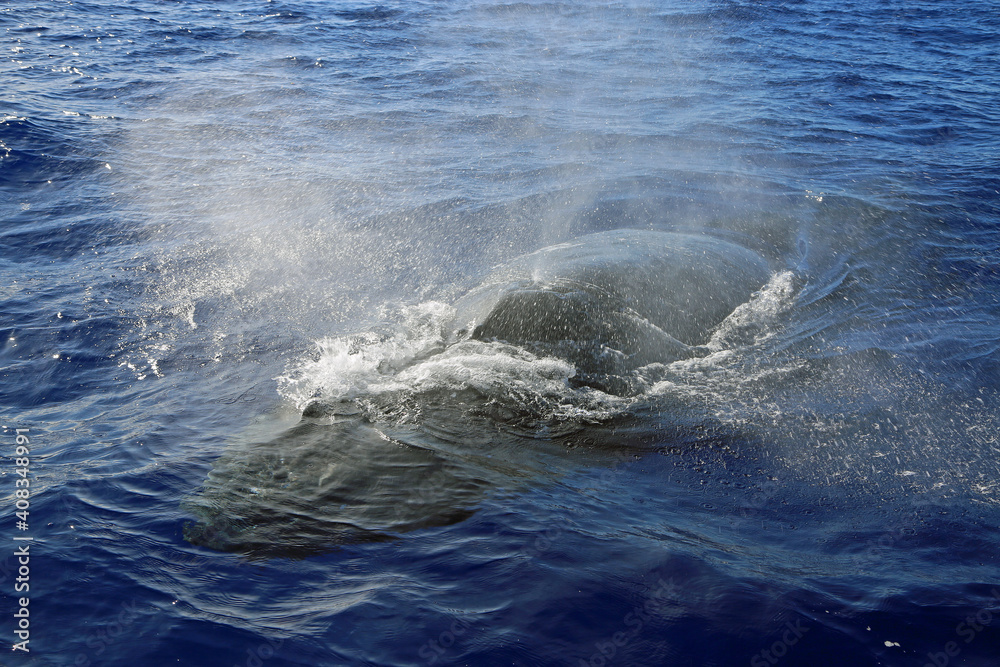Obraz premium Whale breathing - Humpback Whale, Hawaii