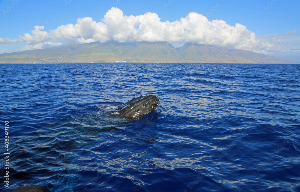 Fototapeta premium Maui and breaching whale - Humpback Whale, Hawaii