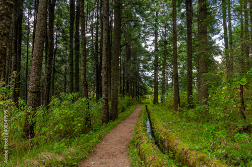 camino en el bosque photo