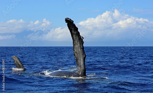Whales pectoral fin - Humpback Whale, Hawaii © jerzy