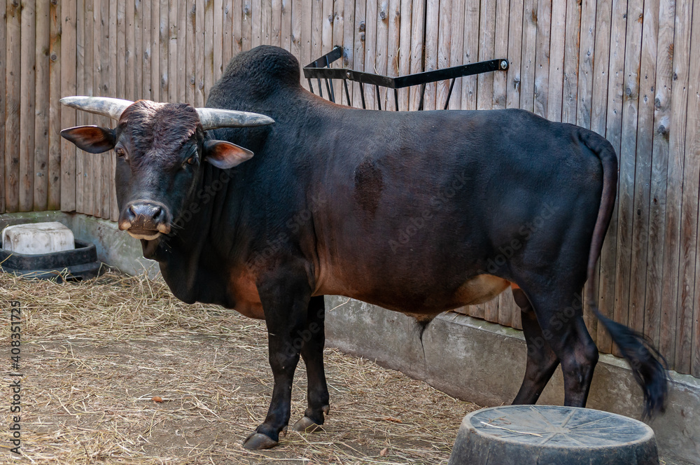 A brown black zebu known as indicine or humped cattle in zoo.. Eye contact. A brown black zebu known as indicine or humped cattle in zoo.. Eye contact.