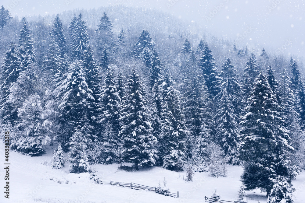 Beautiful idyllic landscape with evergreen tree forest covered in snow in wintertime