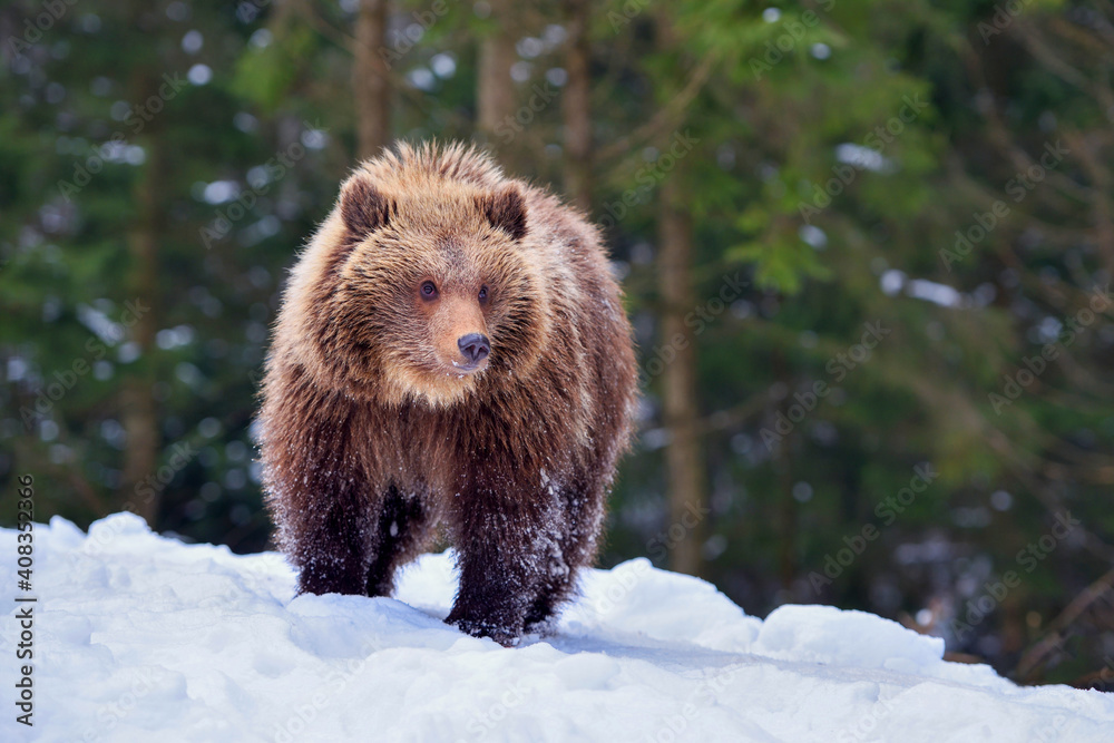 Fototapeta premium Cute little brown bear on the snow in winter forest