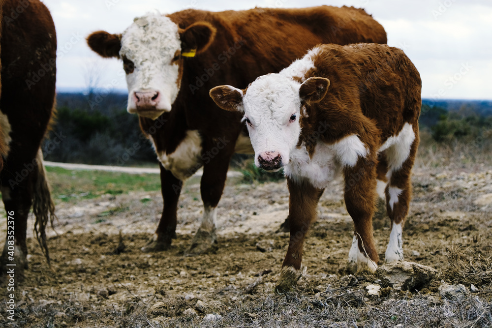 Hereford beef cows on the farm with calf during winter. Hereford beef cows on the farm with calf during winter.