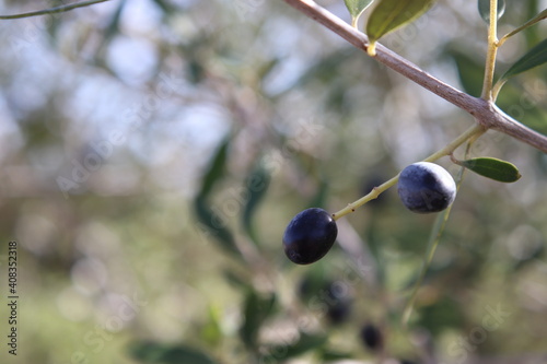 Rama de olivo con olivas