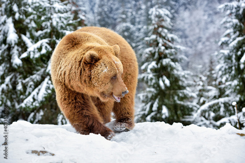 Wild brown bear (Ursus arctos) on the snow