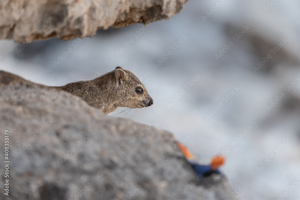 Portrait of a Cape hyrax (Procavia capensis) on a rock, with an out of focus rock agama, Etosha National Park in Namibia. Portrait of a Cape hyrax (Procavia capensis) on a rock, with an out of focus rock agama, Etosha National Park in Namibia.