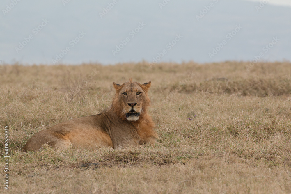 male lion without mane sitting in savannah male lion without mane sitting in savannah