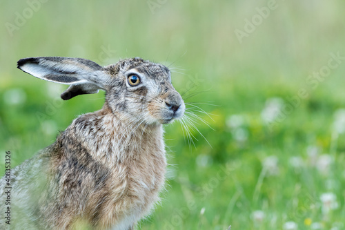 Close up of an European hare (Lepus europaeus) with a blurry green background, Oegstgeest in The Netherlands