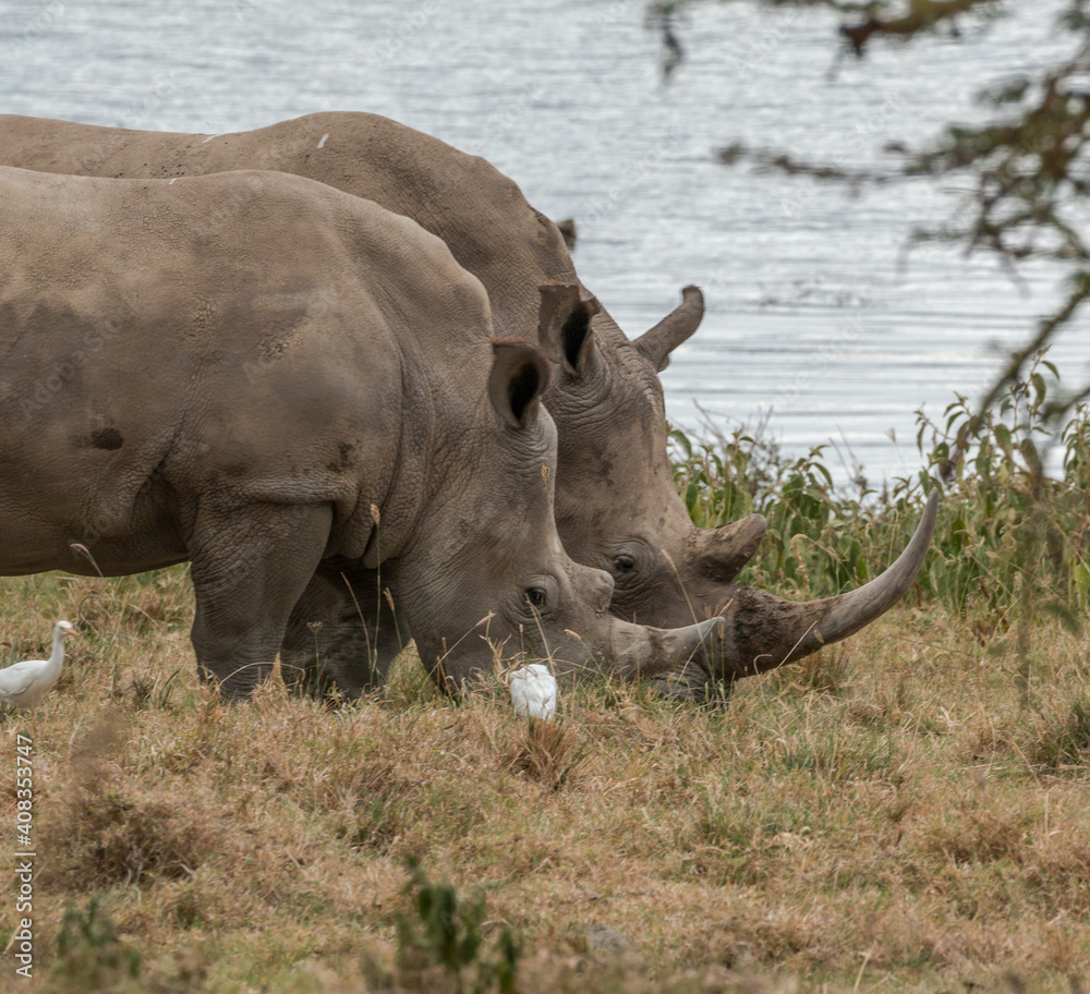 Obraz premium close up of two rhinos with large horns