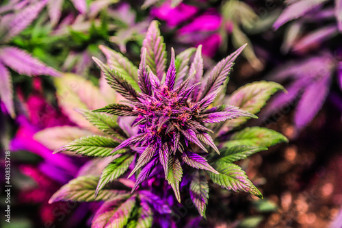 Cannabis flowers