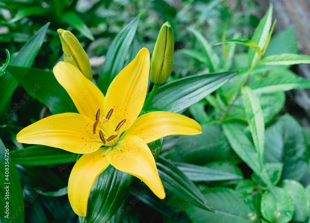 Yellow-flowered lily plant. Lilium sp. Top view. Yellow-flowered lily plant. Lilium sp. Top view.