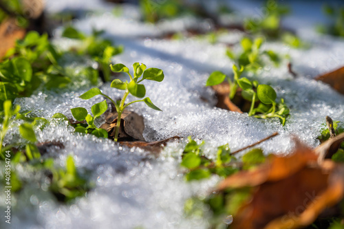 ハコベと雪 photo