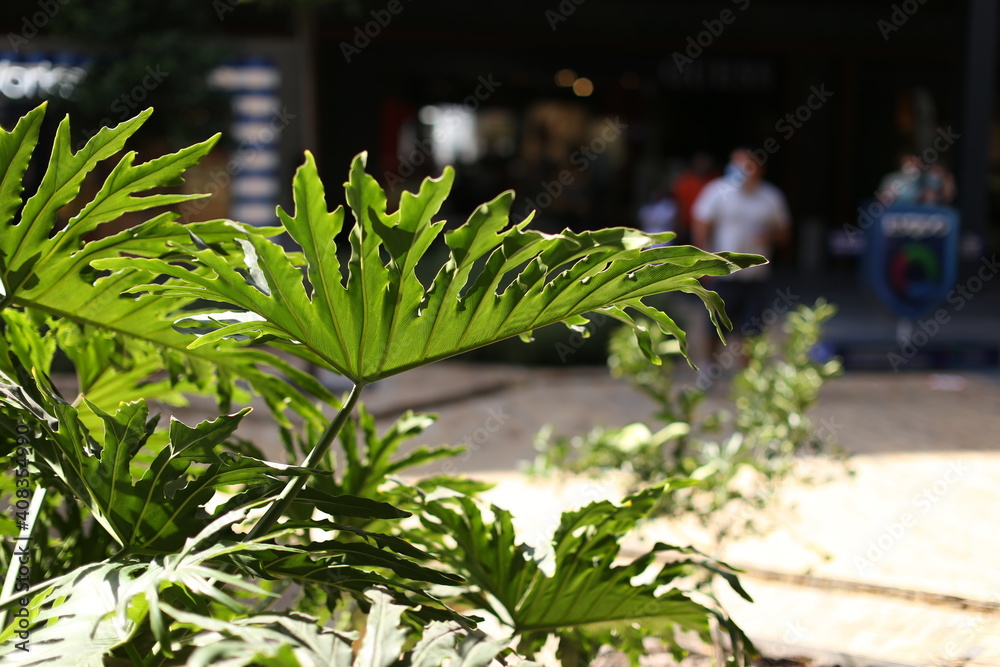 Monstera plant leaves, the tropical evergreen vine isolated on white background, clipping path included in mall Monstera plant leaves, the tropical evergreen vine isolated on white background, clipping path included in mall