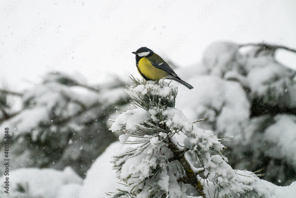 Naklejka premium titmouse is perching on a swiss stone pine on snowy winter day
