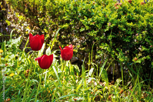 Fototapeta Naklejka Na Ścianę i Meble -  red tulips blooming in the garden. beautiful nature background in springtime on a sunny day