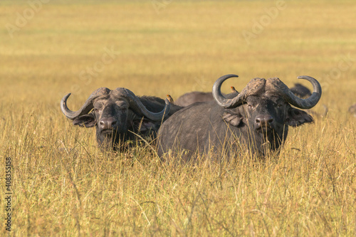 two large african buffalo overlooking high grass in the savannah of masai mara during sunrise photo