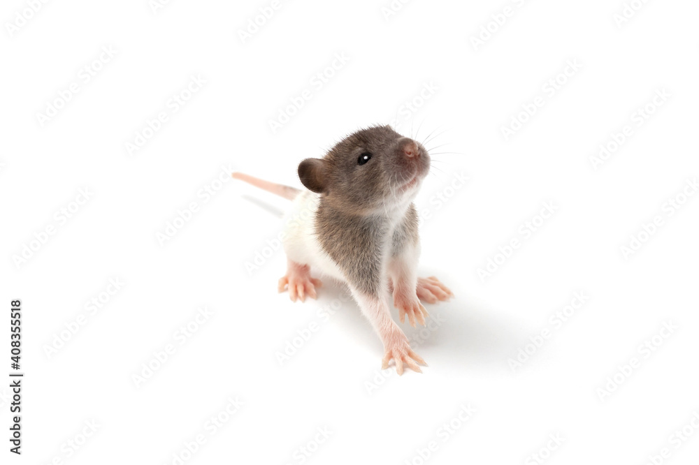 Brown and white baby rat sitting isolated on white Brown and white baby rat sitting isolated on white