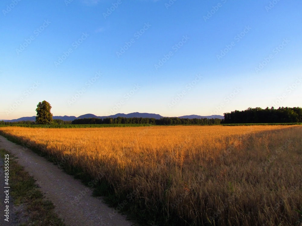 Agricultural landscape with wheat field at Sorsko polje, Gorenjska, Slovenia and hills in the background