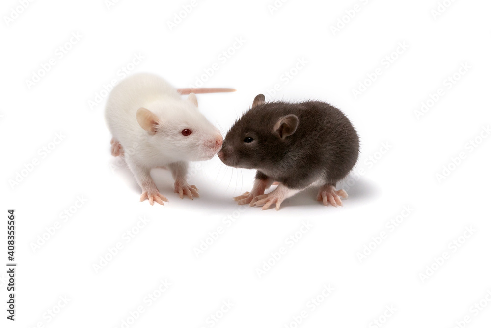 Two white and brown baby rats isolated on white Two white and brown baby rats isolated on white