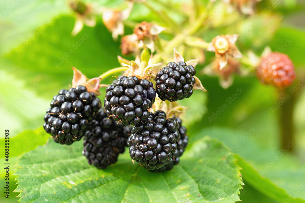 Natural fresh blackberries in a garden. Bunch of ripe blackberry fruit - Rubus fruticosus - on branch of plant with green leaves on farm. Organic farming, healthy food, BIO viands. Natural fresh blackberries in a garden. Bunch of ripe blackberry fruit - Rubus fruticosus - on branch of plant with green leaves on farm. Organic farming, healthy food, BIO viands.