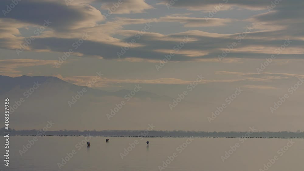 Three Flamingos feeding in the pale winter's morning light in the calm and tranquil waters of Lake Kerkini in Northern Greece Three Flamingos feeding in the pale winter's morning light in the calm and tranquil waters of Lake Kerkini in Northern Greece