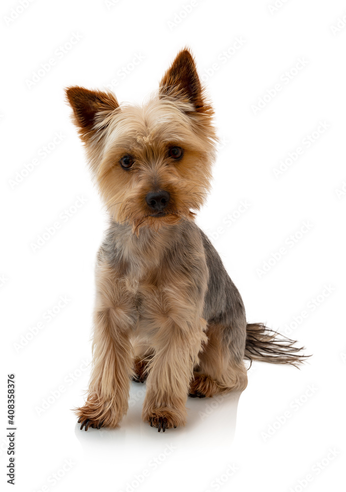 Adorable Australian Silky Terrier sitting, staring and waiting for the command isolated on white background with shadow reflection. Cute obedient dog. Fluffy sweet pet. Obedient dog. Adorable Australian Silky Terrier sitting, staring and waiting for the command isolated on white background with shadow reflection. Cute obedient dog. Fluffy sweet pet. Obedient dog.