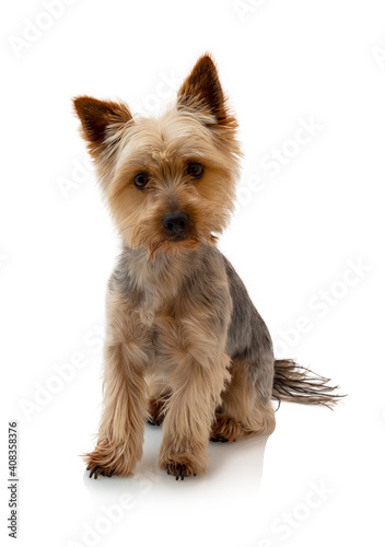 Fotografie Adorable Australian Silky Terrier sitting, staring and waiting for the command isolated on white background with shadow reflection