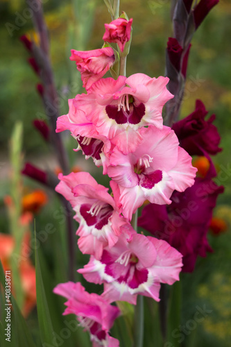 Beautiful blooming gladioli bloom in the garden among other flowers. Large-flowered pink gladiolus with a dark center and raspberry gladiolus. Gladiolus varieties: Wine and Roses and Plum Tart