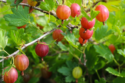 Ripe gooseberries on a branch close-up. Fresh crop