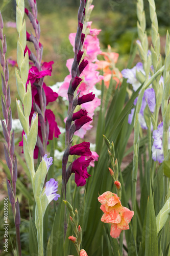 Fototapete Pink, orange, blue and crimson gladioli bloom in summer in a flower bed