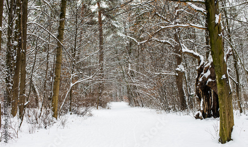 Wallpaper Mural winter wonderland in a stunning nature, forrest, covered by snow and surrounded by trees  Torontodigital.ca