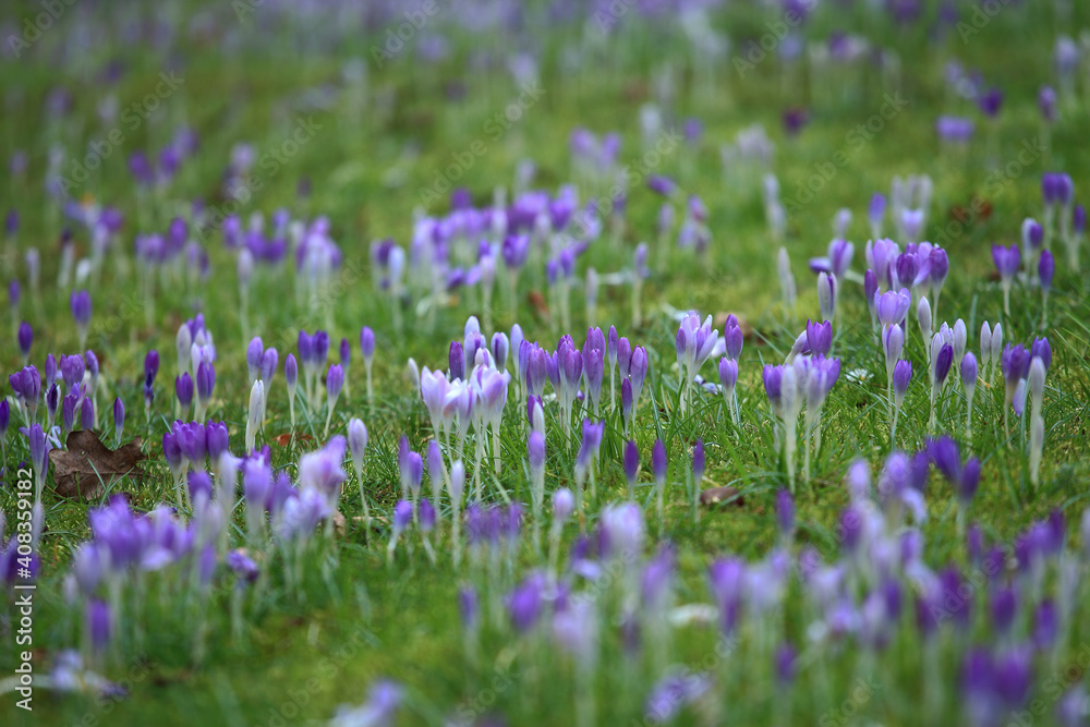 Crocuses Crocuses