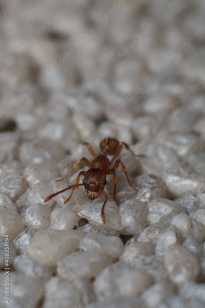 Myrmica ruginodis or mravenec rezavý