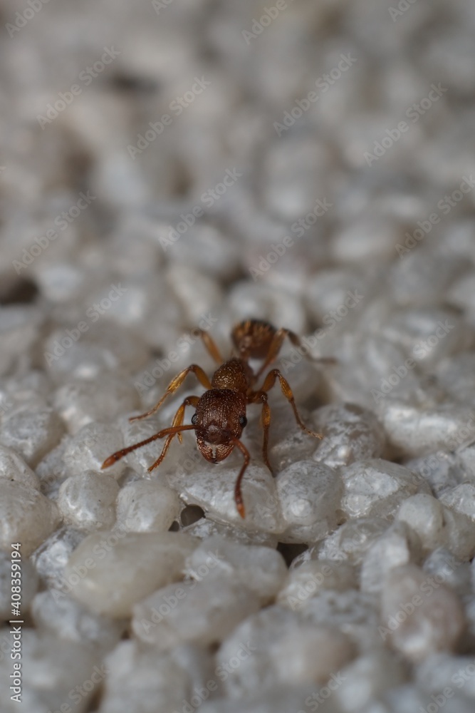 Myrmica ruginodis or mravenec rezavý Myrmica ruginodis or mravenec rezavý