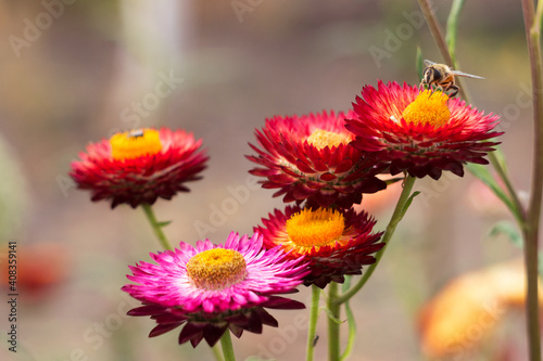 A bee sits on a flowering bush of Xerochrysum bracteatum collecting nectar. Gardening background. Beautiful bright flowers in summer. Cultivation of straw flowers (or Paper Flower)